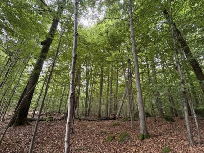 pousti-a-pralesem-04