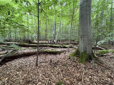 pousti-a-pralesem-05